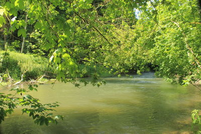 Scenic view of lake in forest