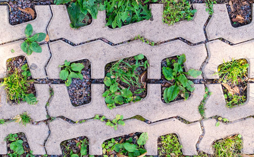 High angle view of plants growing on footpath