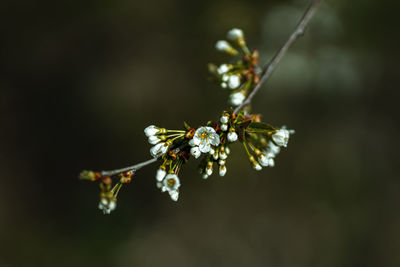 Close-up of white flowering plant