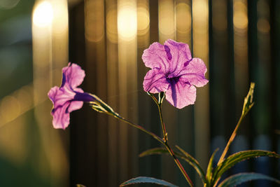 Close-up of pink flowering plant