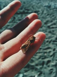 Close-up of insect on hand