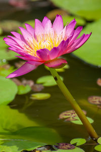 Close-up of water lily in pond