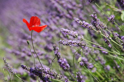 Flowers blooming outdoors