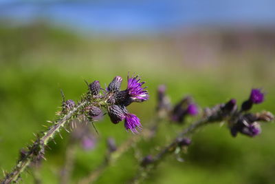 Close-up of insect on purple flower