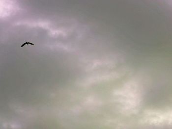 Low angle view of bird flying in sky