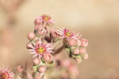 Close-up of pink flowering plant