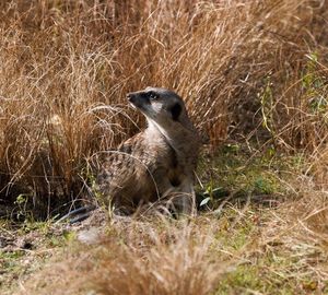 Portrait of meerkat on field