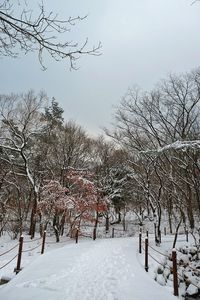 Bare trees against sky during winter