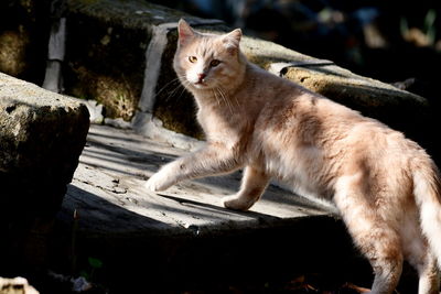 Side view of a cat