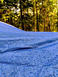 Close-up of wet tent in forest