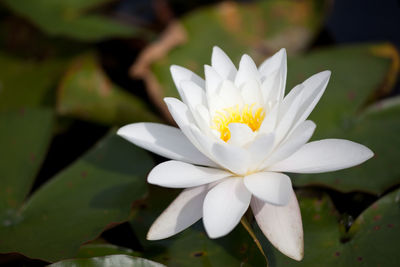 Close-up of white flower blooming outdoors