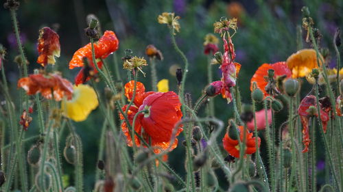 Close-up of orange poppy flowers on field