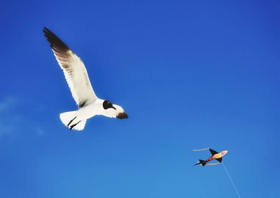 Low angle view of seagull flying against clear blue sky