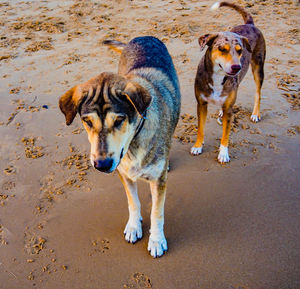 High angle view of dog on beach