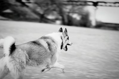 Close-up of dog