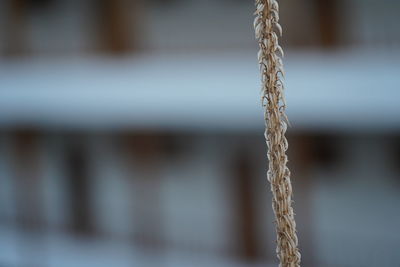 Close-up of rope against wall