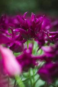 Close-up of pink flowering plant