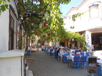 Chairs by trees