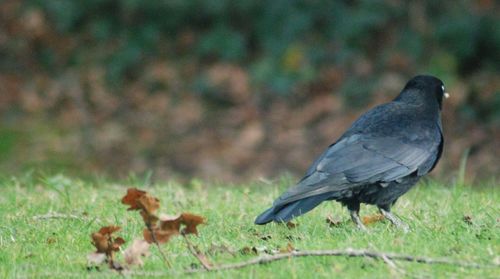 Side view of a bird on field