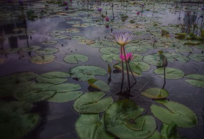 Close-up of lotus water lily in pond