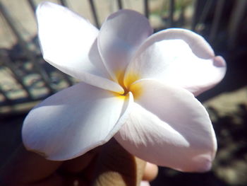 Close-up of frangipani blooming outdoors