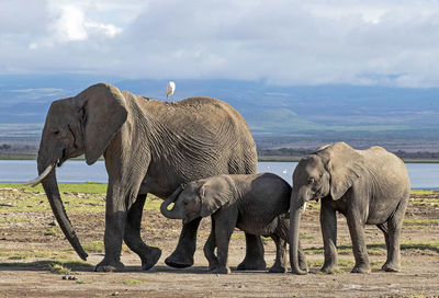 Elephant walking in a lake