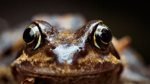 Close-up portrait of frog