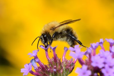 Close-up of bee on flower