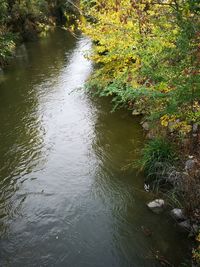 View of river flowing through forest