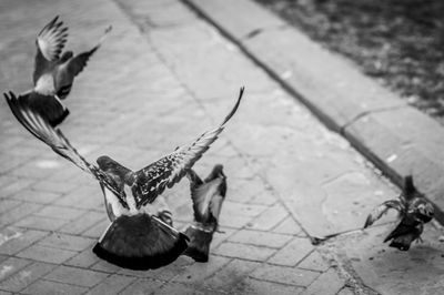 Birds take flight in park