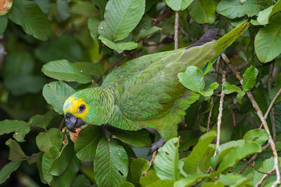 Close-up of blue-fronted amazon perching on plant