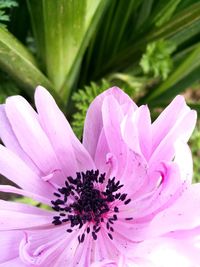 Close-up of pink flower blooming outdoors