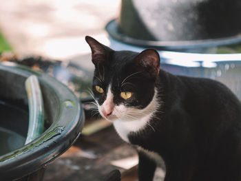 Close-up portrait of a cat