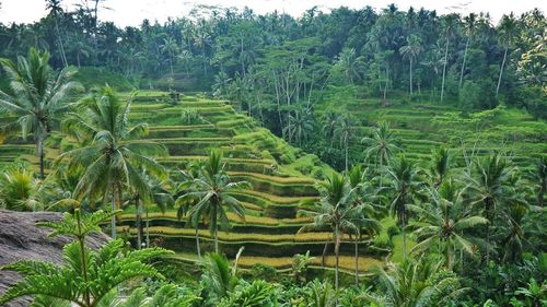 Scenic view of green landscape