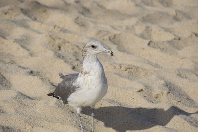 Close-up of seagull perching on sand at beach