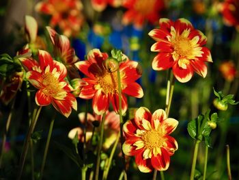 Close-up of red flowering plants