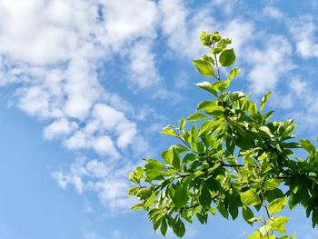 Low angle view of tree against sky