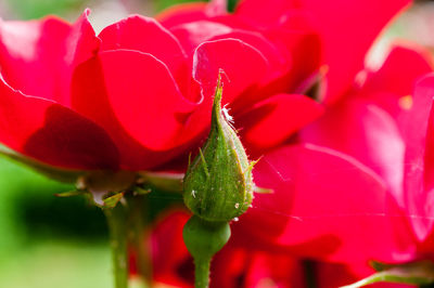 Close-up of red flowering plant