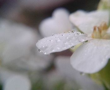 Close-up of water drops on flower