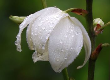 Close-up of wet flower