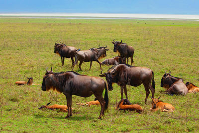 Horse grazing on field