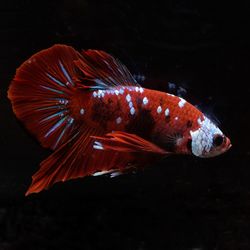 Close-up of fish swimming in aquarium