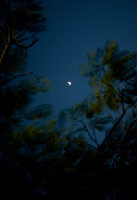 Low angle view of trees against sky at night