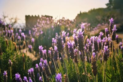 Close-up of purple flowering plants on field against sky