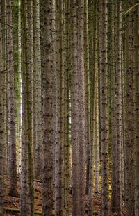 Pine trees in forest