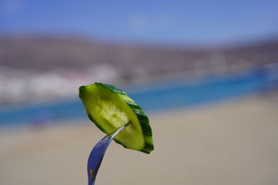 Close-up of green leaf against sky