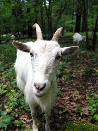 Portrait of goat on field