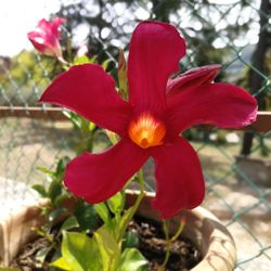 Close-up of red flower blooming outdoors