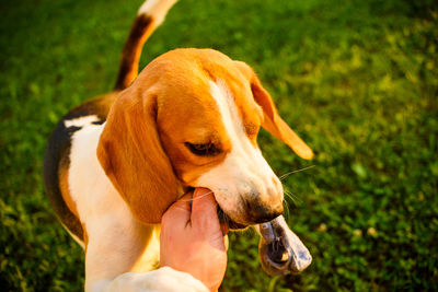 Close-up of a dog