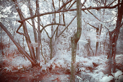 Snow covered trees in forest